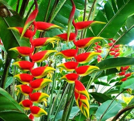 Espécie da família Heliconiaceae (helicônias)