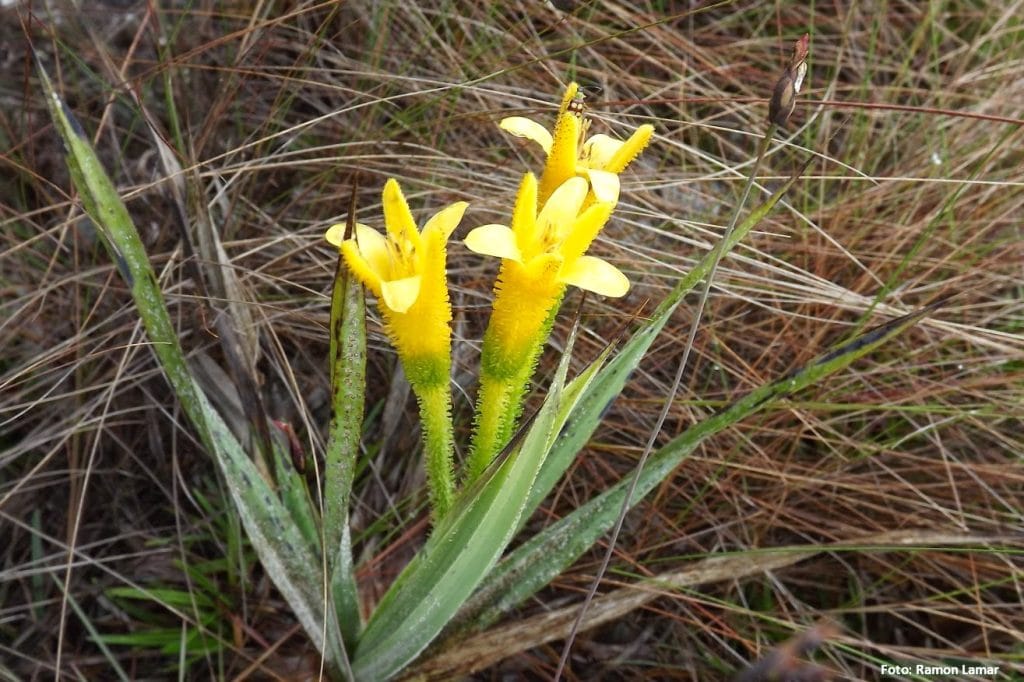 Espécie da família Velloziaceae
