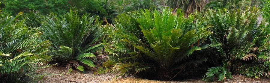 Exemplar de espécies da família Cycadaceae