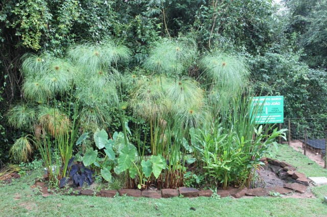 Jardim filtrante para águas cinzas