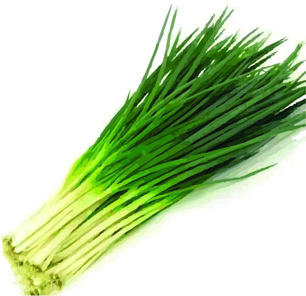 Cebolinha todo ano em mini-horta