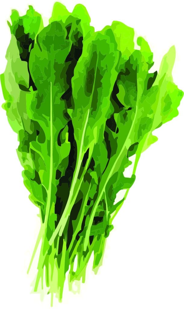 Rúcula cultivada