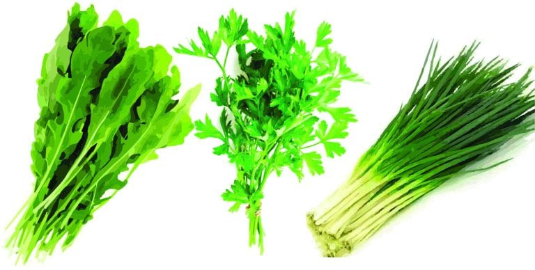 Mini-horta em casa