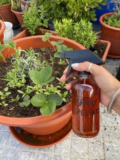 Pessoa cuidando das plantas da sacada