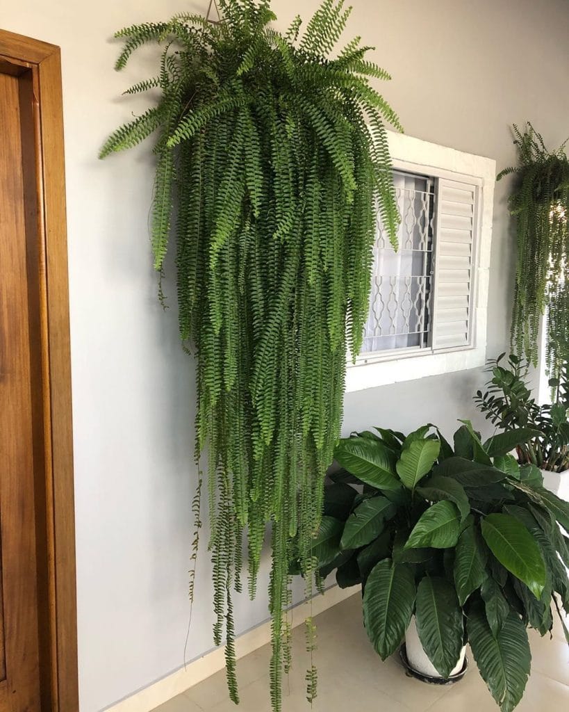 Samambaia, planta para dentro de casa