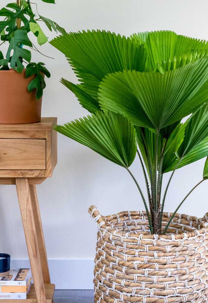 Palmeira-leque, planta para dentro de casa