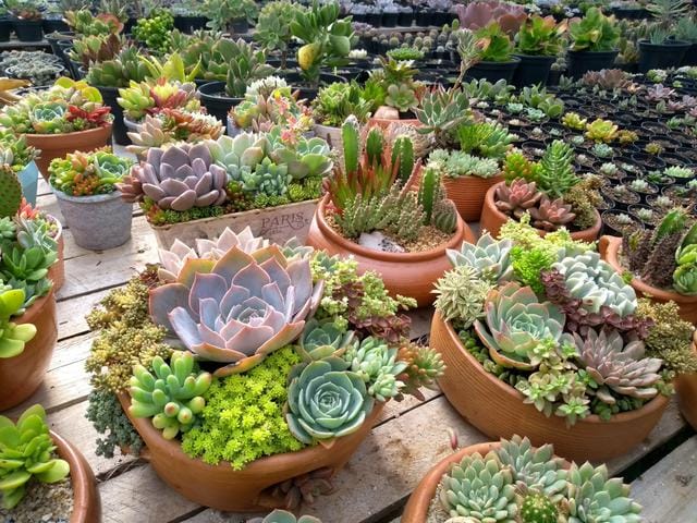 Suculentas em vasos, plantas para dentro de casa