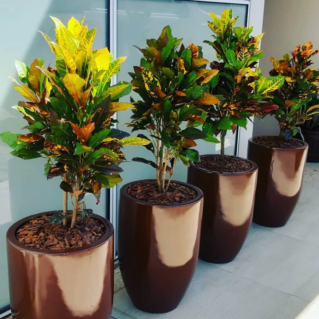 Cróton, planta para dentro de casa