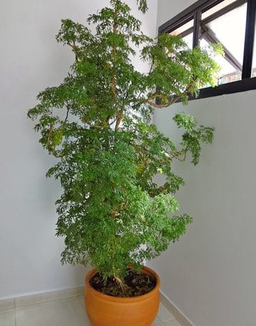 Árvore-da-felicidade (Polyscias fruticosa)