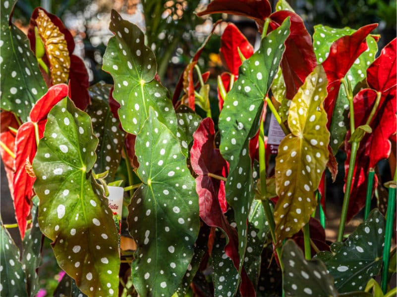 Begônia maculata, planta para dentro de casa
