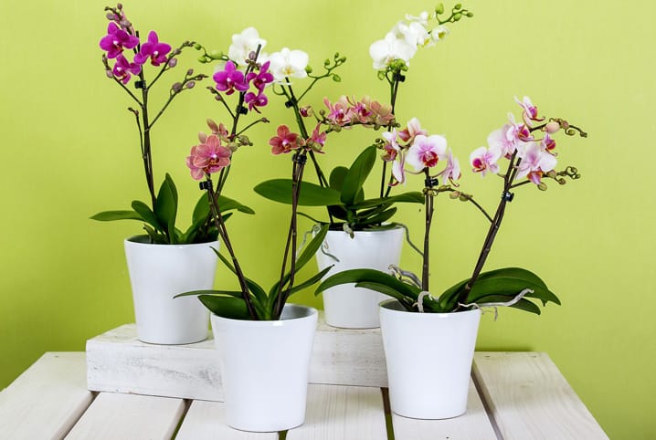Orquídea em vaso, planta para dentro de casa