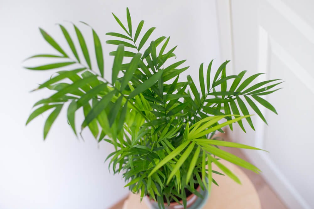 Camedórea-elegante, planta para dentro de casa