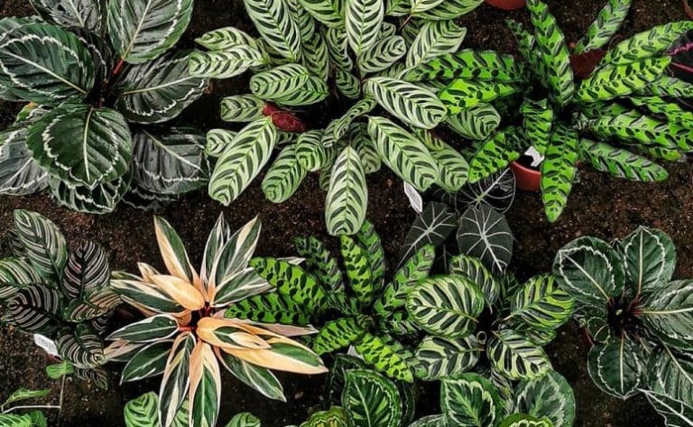 Maranta, planta para dentro de casa