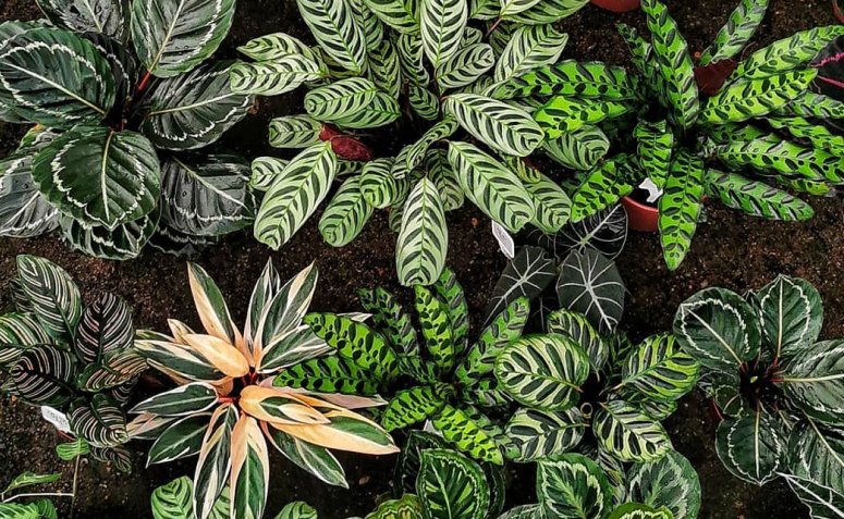 Maranta, planta para dentro de casa