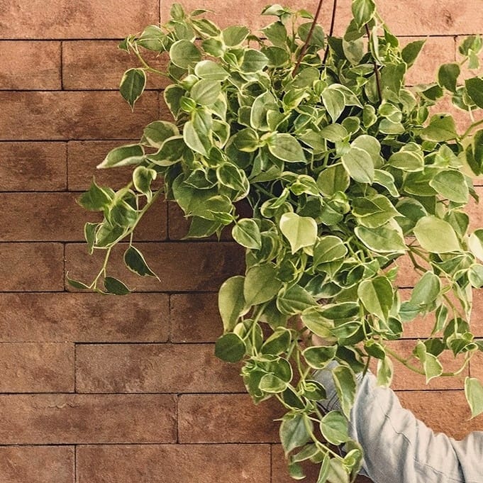 Peperômia, planta para dentro de casa