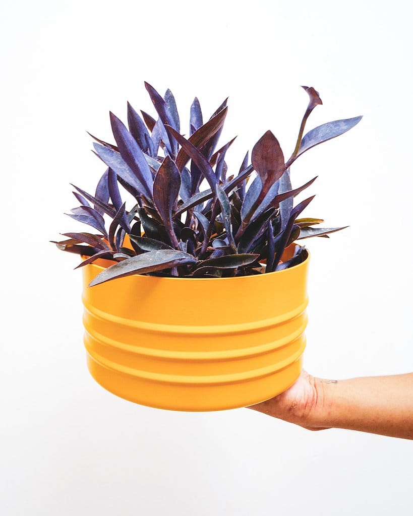 Trapoeraba-roxa (Tradescantia pallida)