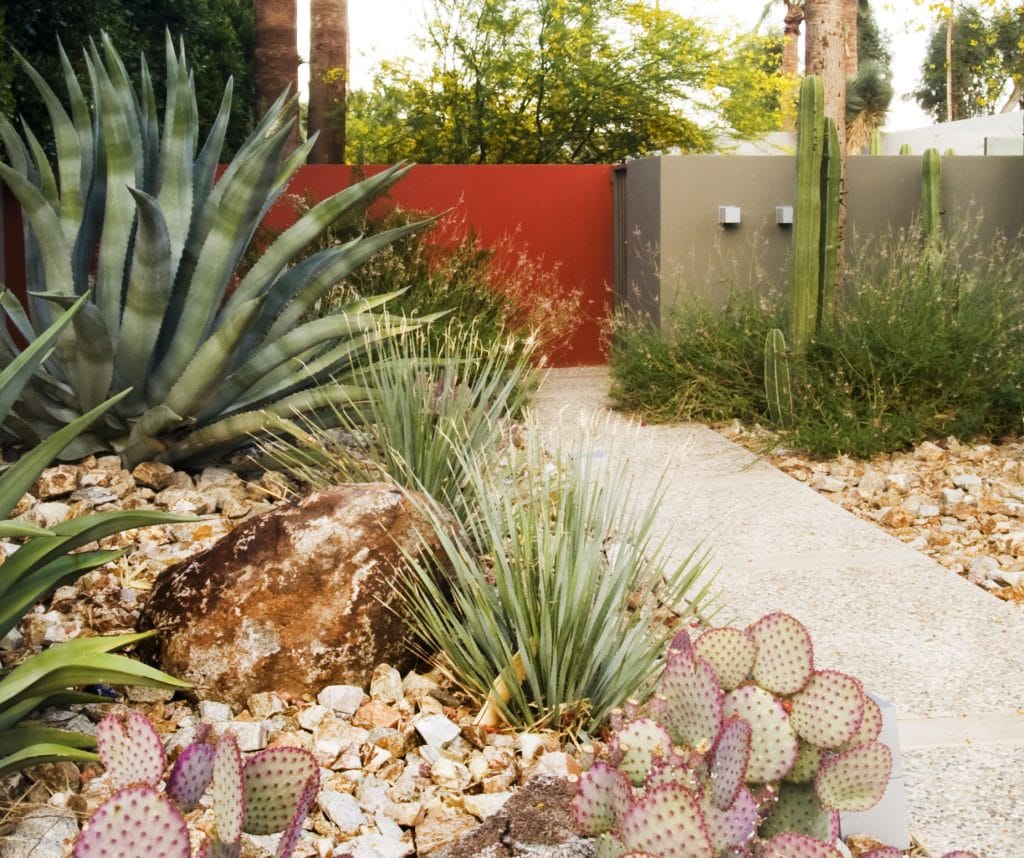 Jardim desértico com cactos e pedras