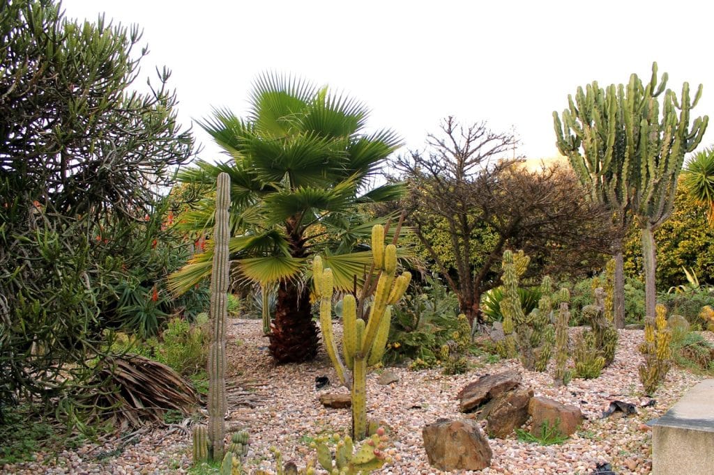 Jardim desértico com espécies de cactos