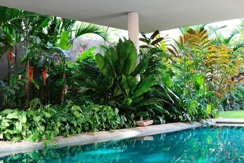 Jardim tropical com folhagens densas